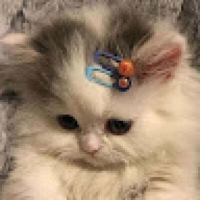 Maho is looking for a Room in Leiden