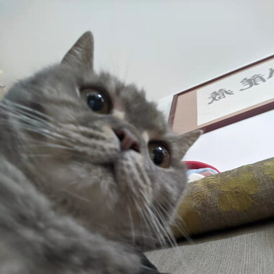 Ruiqi is looking for a Studio / Apartment in Leiden